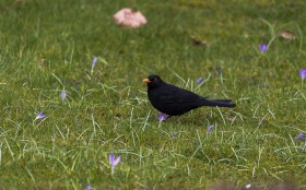 Stock Image: blackbird on meadow