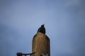 Stock Image: blackbird on power pole