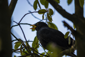Stock Image: blackbird sings in the tree