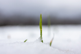 Stock Image: Blade of grass breaks through snow