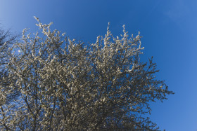 Stock Image: blooming cherry tree blue sky
