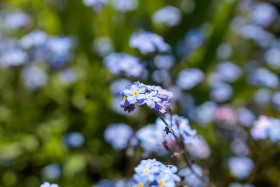 Stock Image: Blooming forget-me-nots