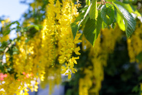 Stock Image: Blooming Laburnum anagyroides, also known as golden chain tree
