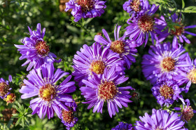Stock Image: Blooming Purple Aster Flowers in September