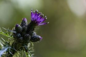 Stock Image: blooming thistle