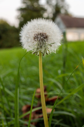 Stock Image: Blowball