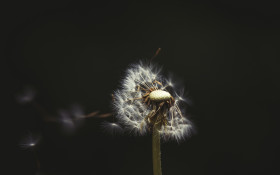 Stock Image: blowball close up