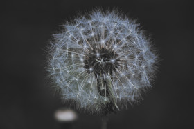 Stock Image: blowball close up dark