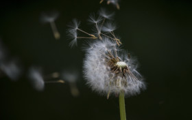 Stock Image: blowball in the wind