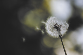 Stock Image: blowball in the wind