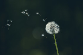 Stock Image: blowball in the wind