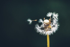 Stock Image: blowball in the wind