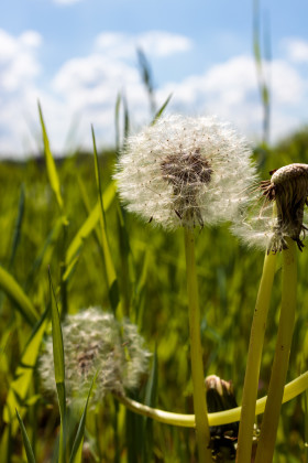 Stock Image: Blowballs