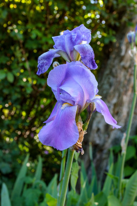 Stock Image: Blue algerian Iris