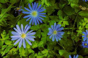 Stock Image: Blue Aster Flowers