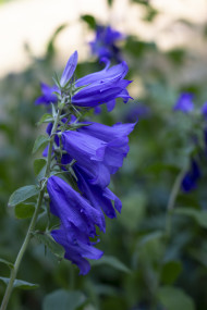 Stock Image: Blue Bell Flowers