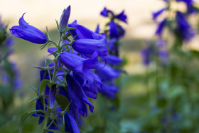 Stock Image: Blue Bell Flowers