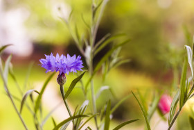 Stock Image: Blue Cornflower