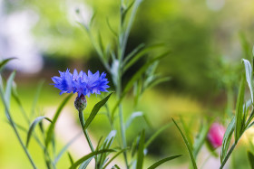 Stock Image: blue cornflower on a white flower meadow