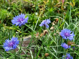 Stock Image: Blue Cornflowers