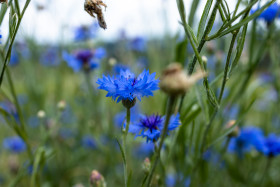Stock Image: Blue Cornflowers Background
