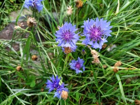 Stock Image: Blue Cornflowers on a meadow
