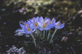 Stock Image: blue crocus