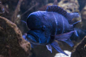 Stock Image: Blue dolphin cichlid - Cyrtocara moorii