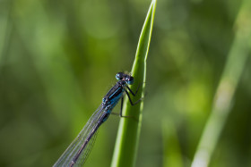 Stock Image: blue dragonfly on blade of grass