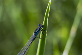 Stock Image: blue dragonfly on blade of grass