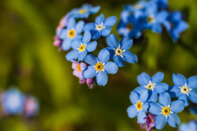 Stock Image: blue forget me not flowers in spring