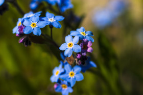 Stock Image: blue forget me not flowers in spring