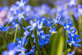 Stock Image: Blue Glory of the Snow, Chionodoxa Flowers