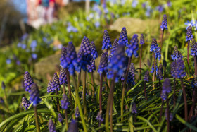 Stock Image: blue hyacinths flowers