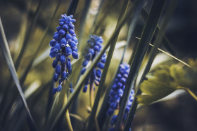Stock Image: blue hyacinths flowers dark edit background