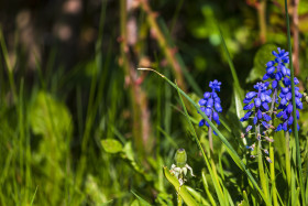 Stock Image: blue hyacinths flowers on a spring meadow