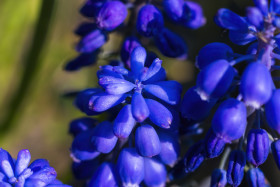 Stock Image: blue hyacinths spring flowers