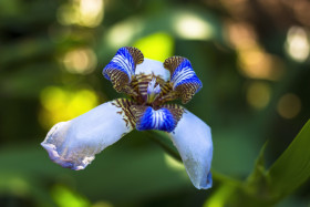 Stock Image: blue iris