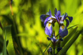 Stock Image: blue iris