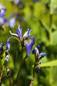 Stock Image: blue iris flower blooming