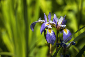 Stock Image: blue iris flowers
