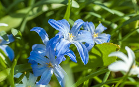 Stock Image: blue lily flowers