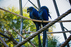 Stock Image: blue macaws