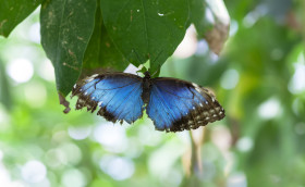 Stock Image: blue morpho butterfly