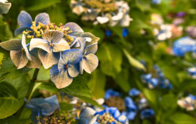 Stock Image: blue hydrangea or hortensia in the summer