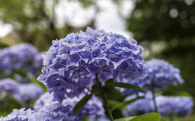 Stock Image: Blue Rhododendron Russatum