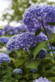 Stock Image: Blue Rhododendron Russatum
