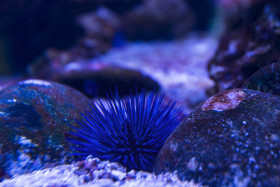 Stock Image: blue sea urchin