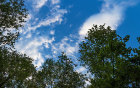 Stock Image: blue sky and trees near a forest