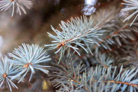 Stock Image: Blue spruce